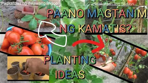 kamatis planting guide|PAANO MAGTANIM NG KAMATIS .